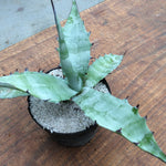 Gigantensis sierra gigantea