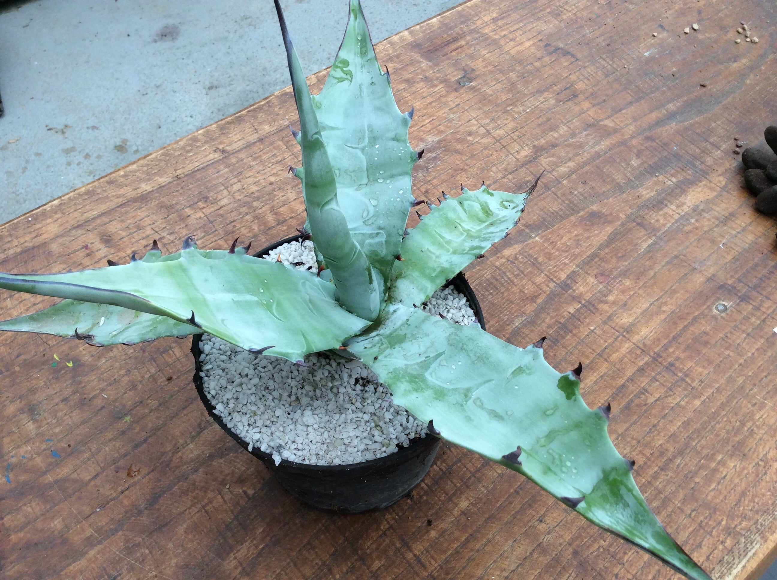 Gigantensis sierra gigantea