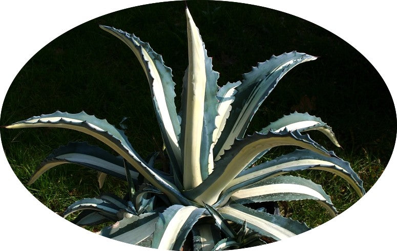 Agave Americana mediopicta