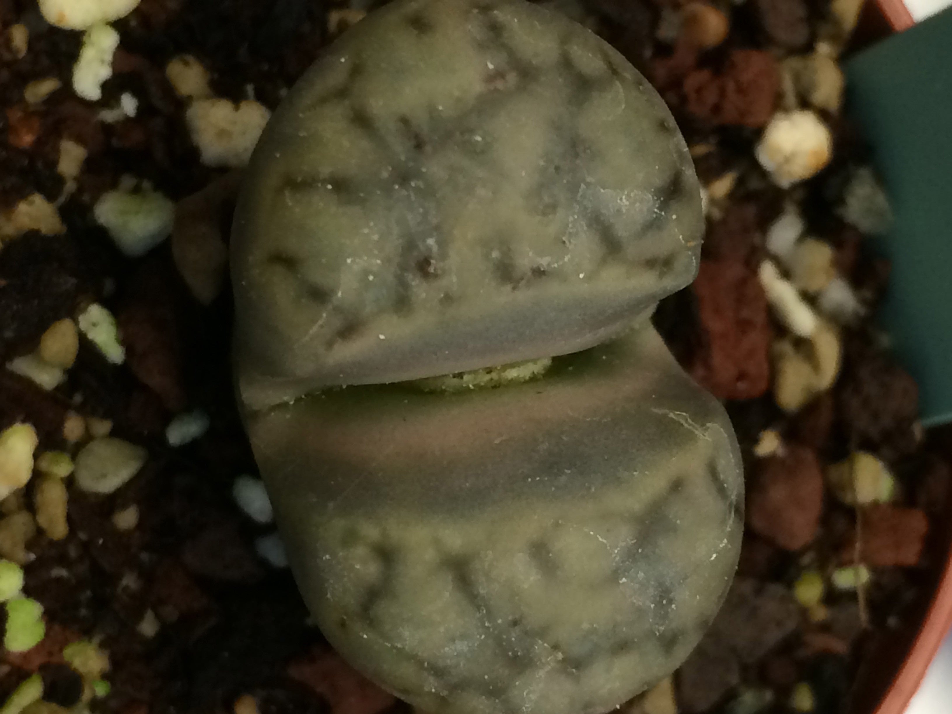 lithops karasmontana Lateritia