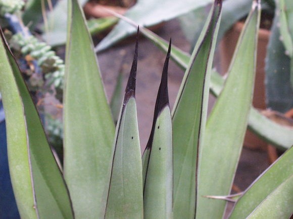 Agave Nigra