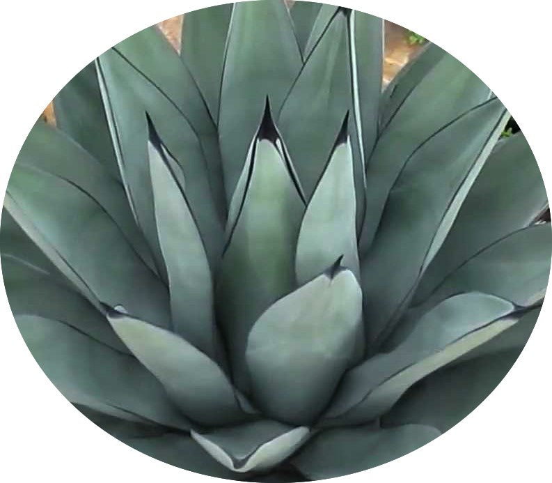 Agave Nigra