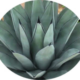 Agave Nigra