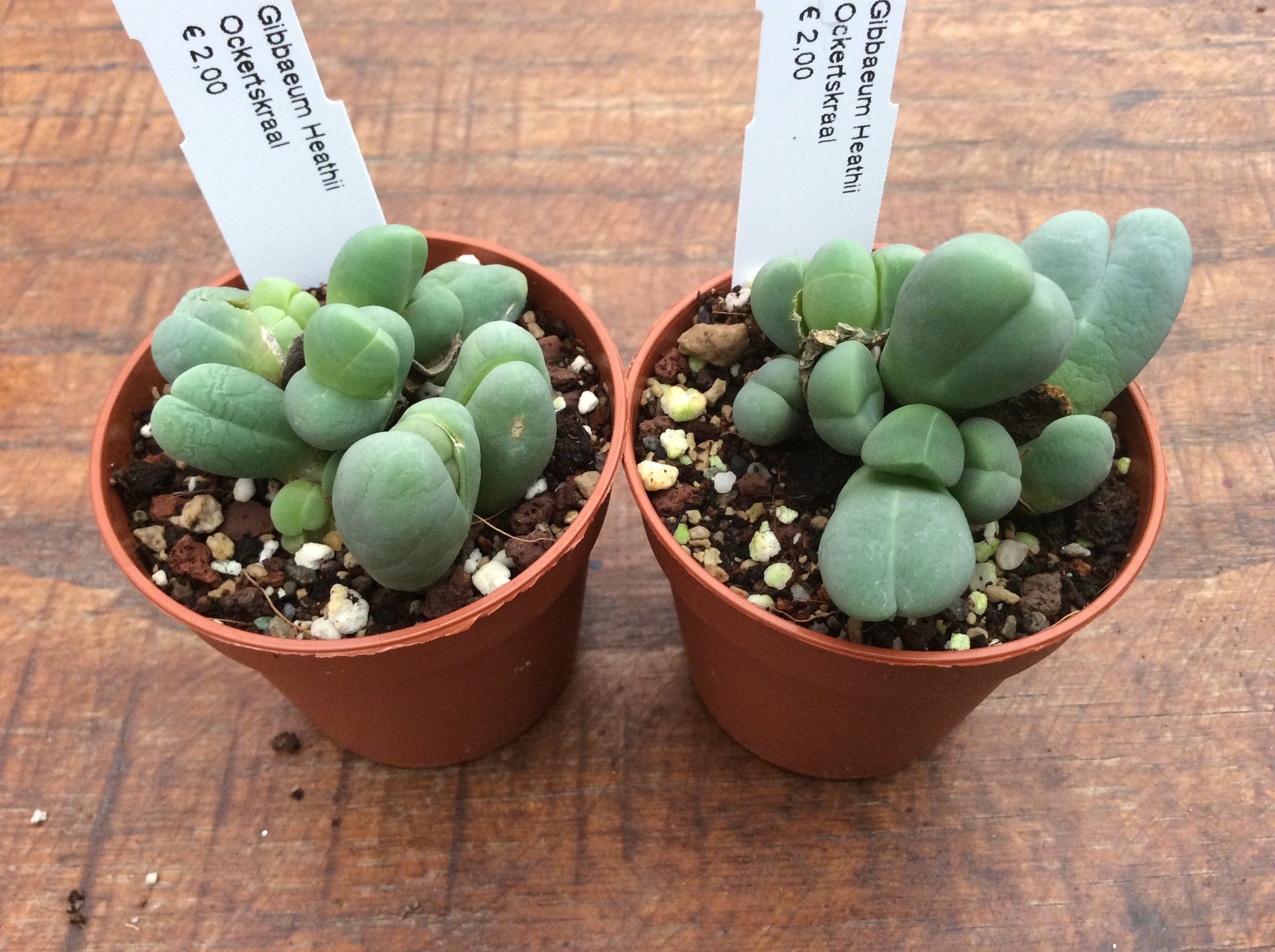 Gibbaeum heathii ockertskaal
