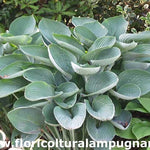 Hosta Nigrescens piante in vaso