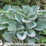 Hosta Nigrescens piante in vaso