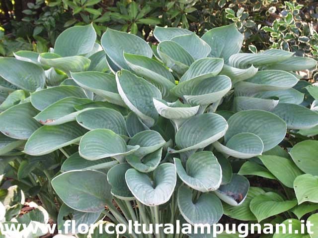 Hosta Nigrescens piante in vaso