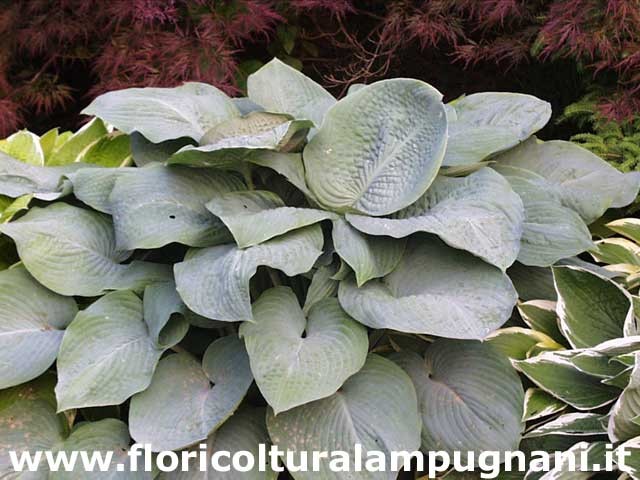 Hosta Blue Mammouth