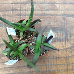 Glottiphyllum muirii sp. 655 spring fontein