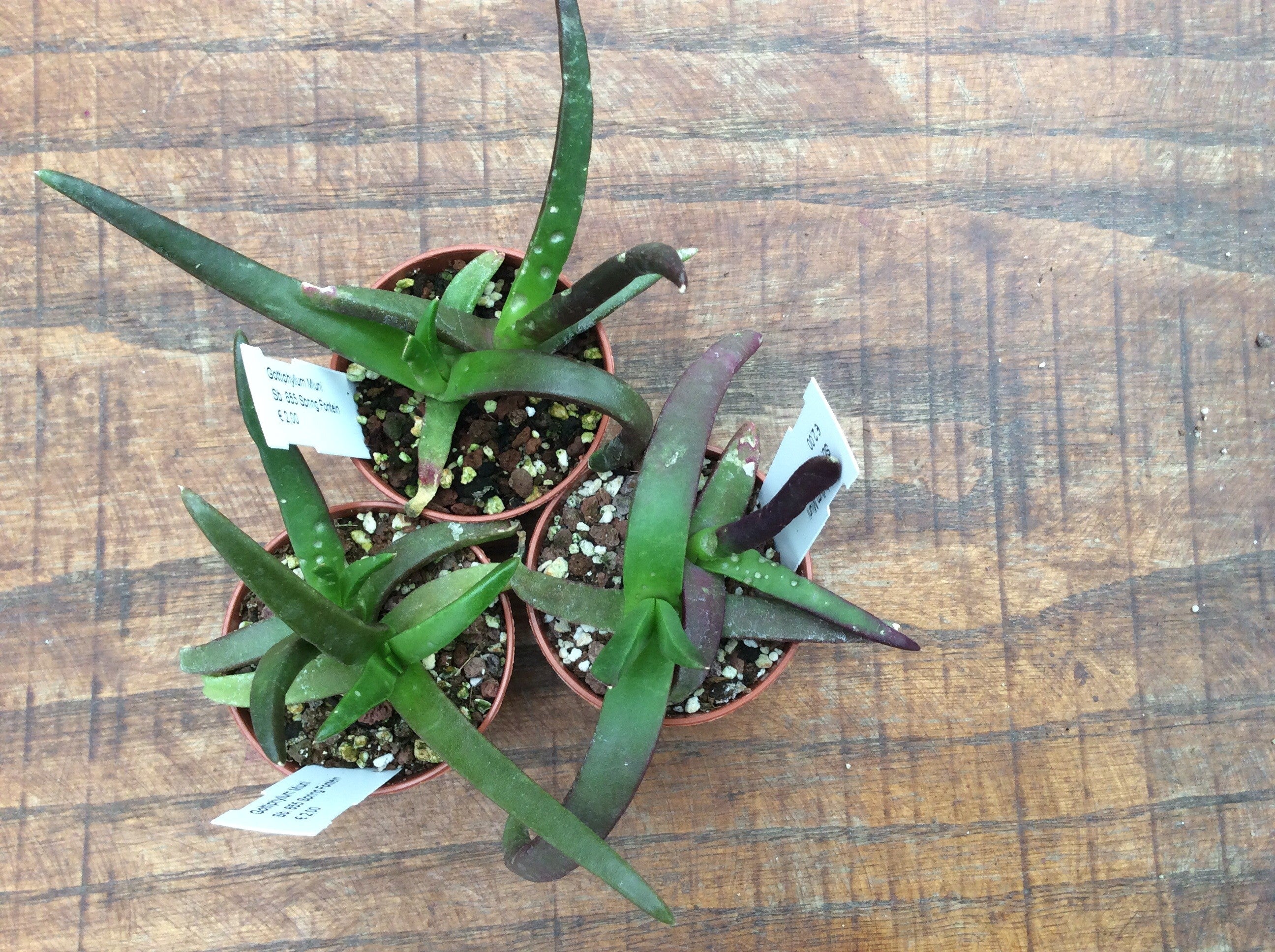 Glottiphyllum muirii sp. 655 spring fontein