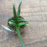 Glottiphyllum muirii sp. 655 spring fontein