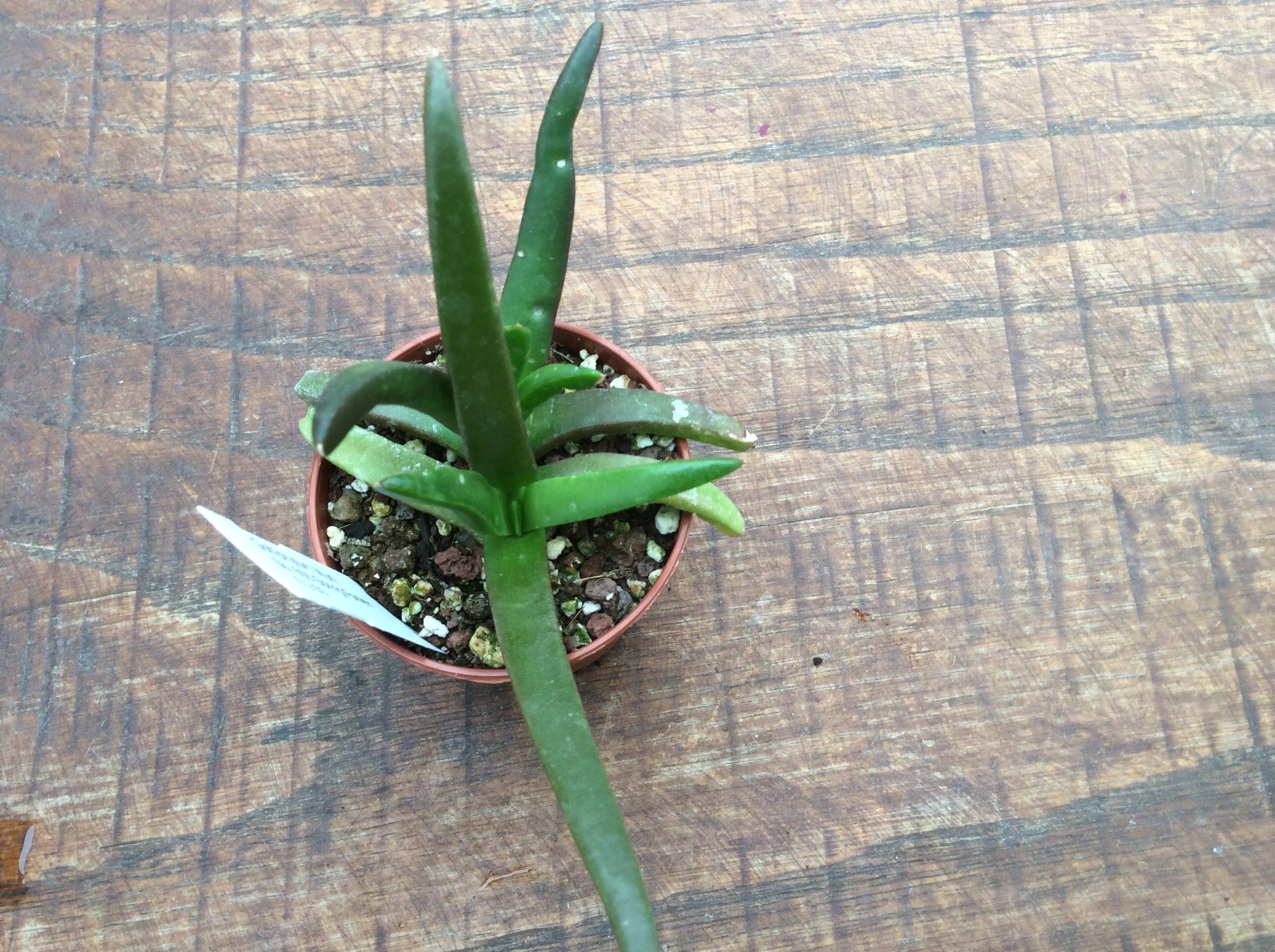 Glottiphyllum muirii sp. 655 spring fontein