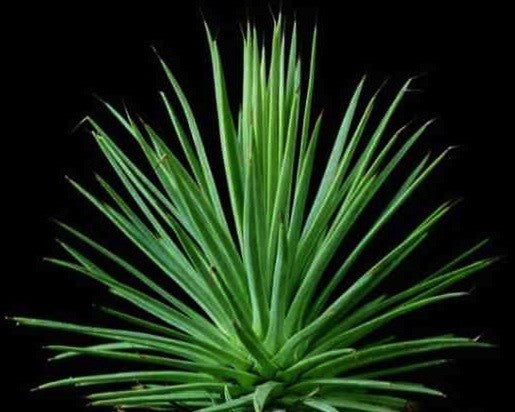 Agave stricta echinoides