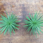 Agave stricta echinoides