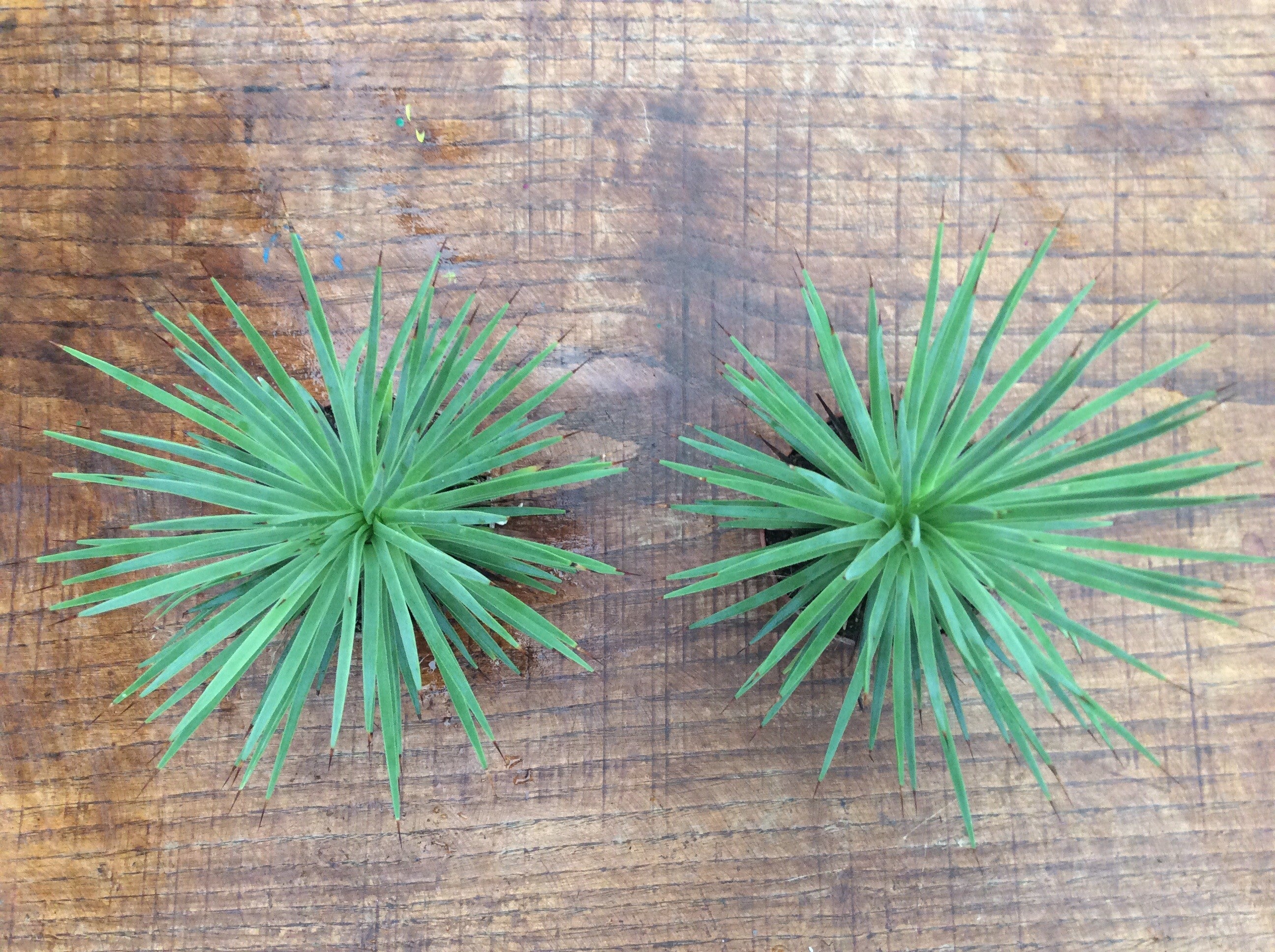 Agave stricta echinoides