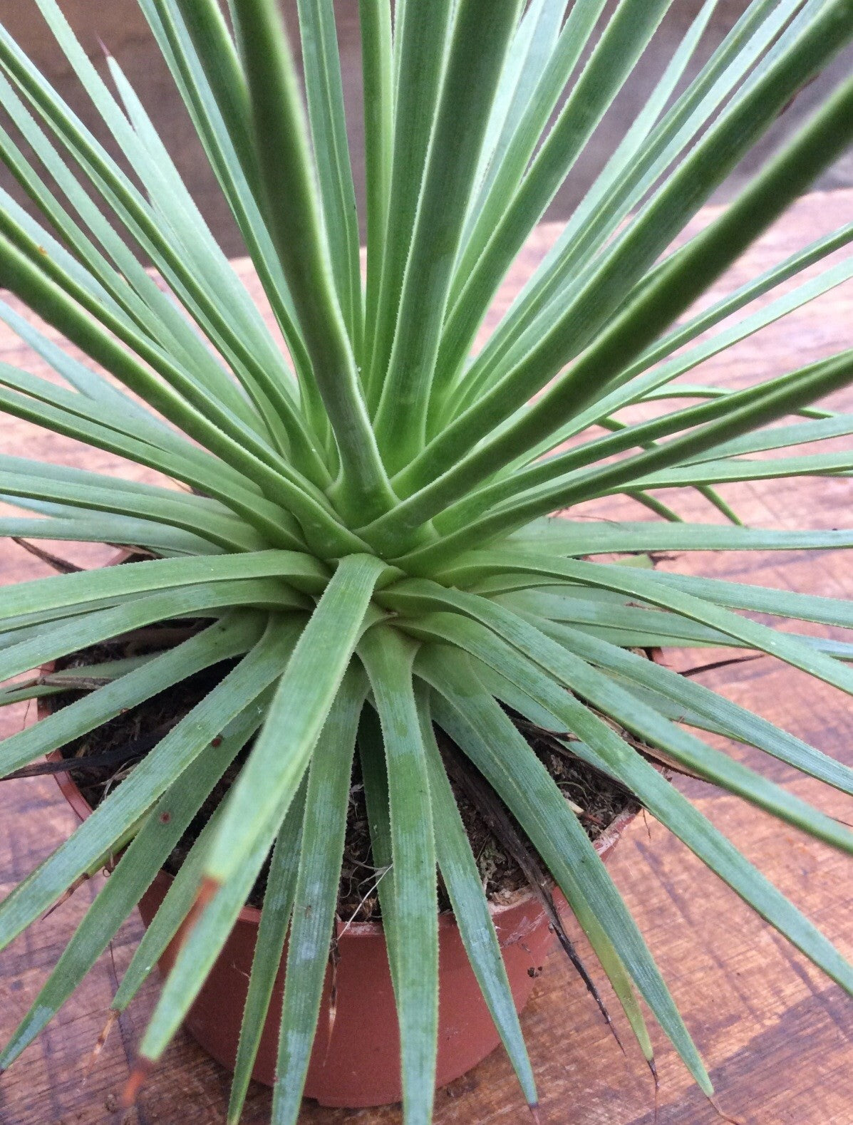 Agave stricta echinoides