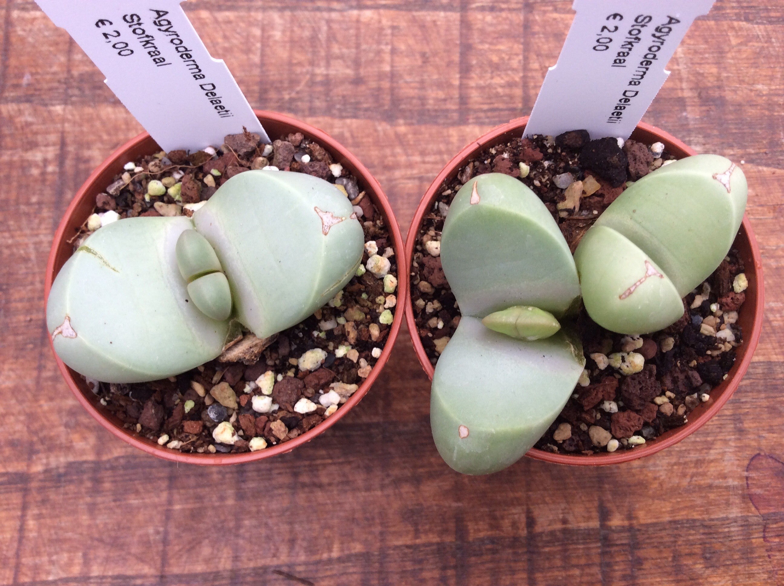 Argyroderma delateii stofkraal