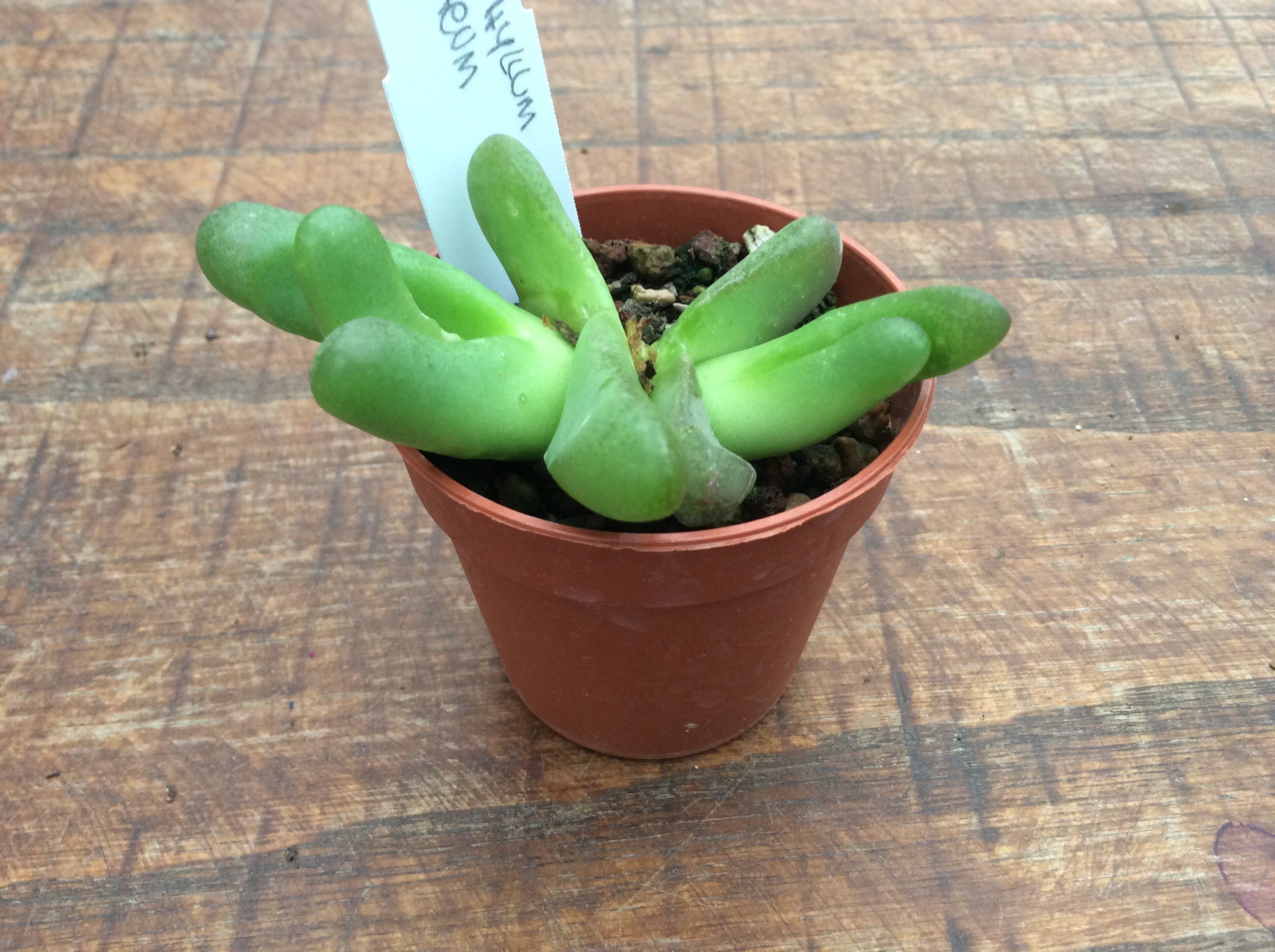 Glottiphyllum pygmaeum