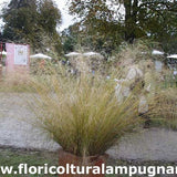 Eragrostis Curvula