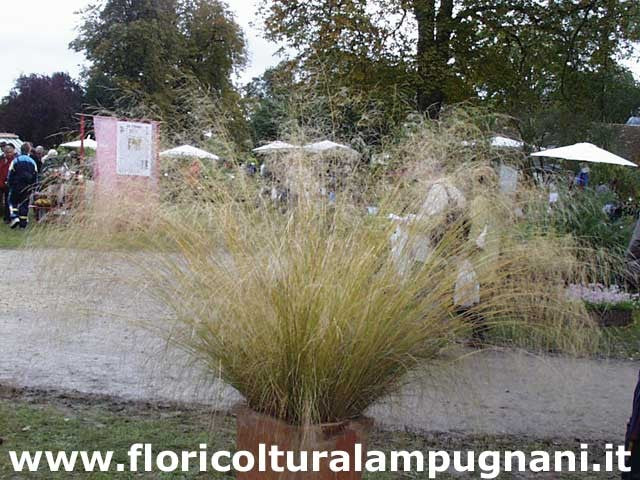 Eragrostis Curvula