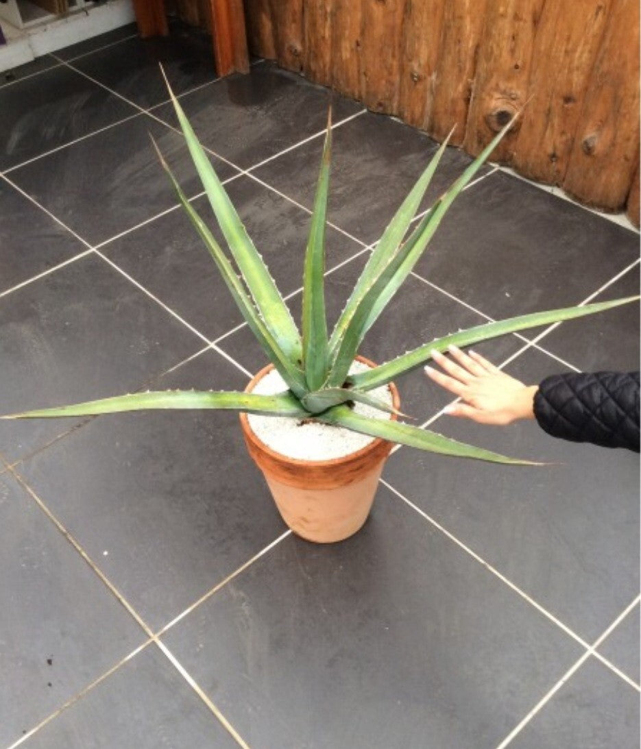 agave xylonacantha 