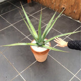 agave xylonacantha 