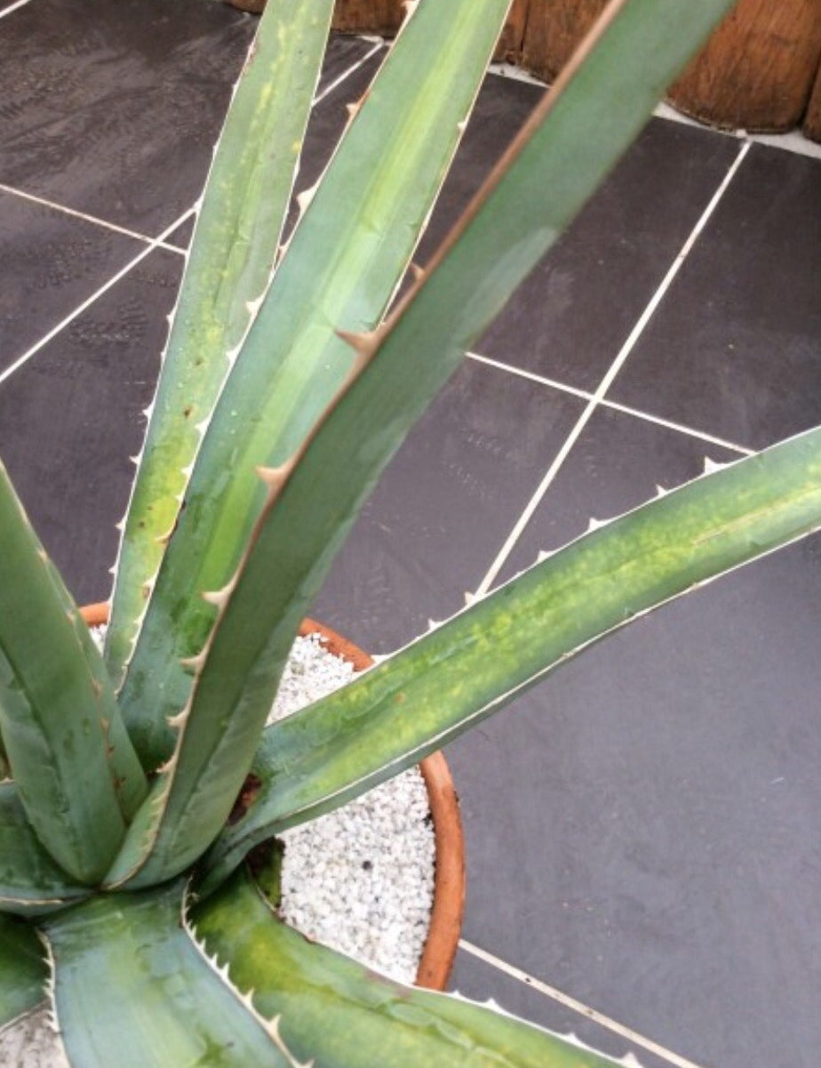 agave xylonacantha 