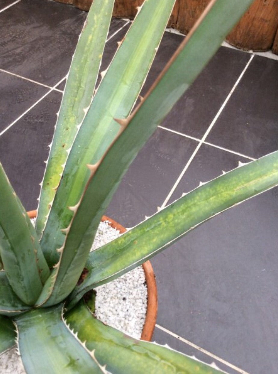 agave xylonacantha 