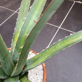 agave xylonacantha 