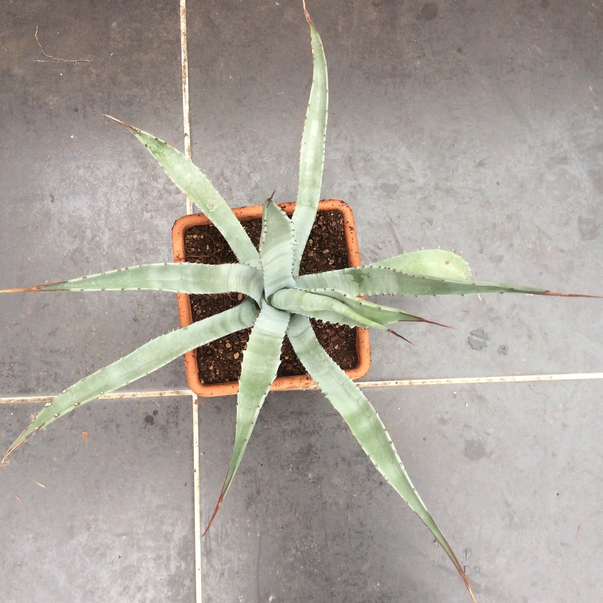 Agave palmeri ruby