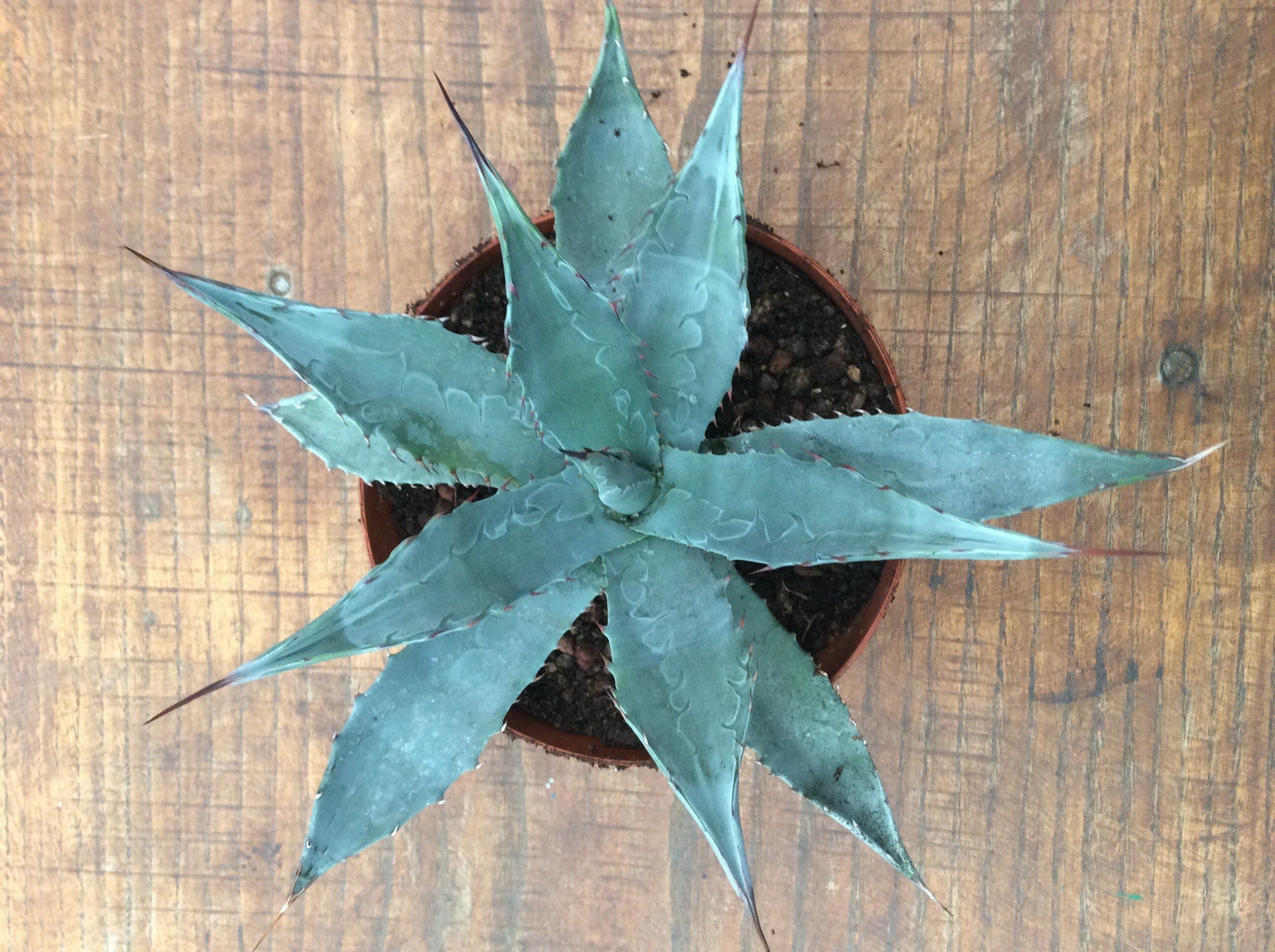 Agave Karviskiana