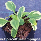 Hosta Hope