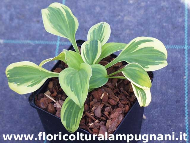 Hosta Hope