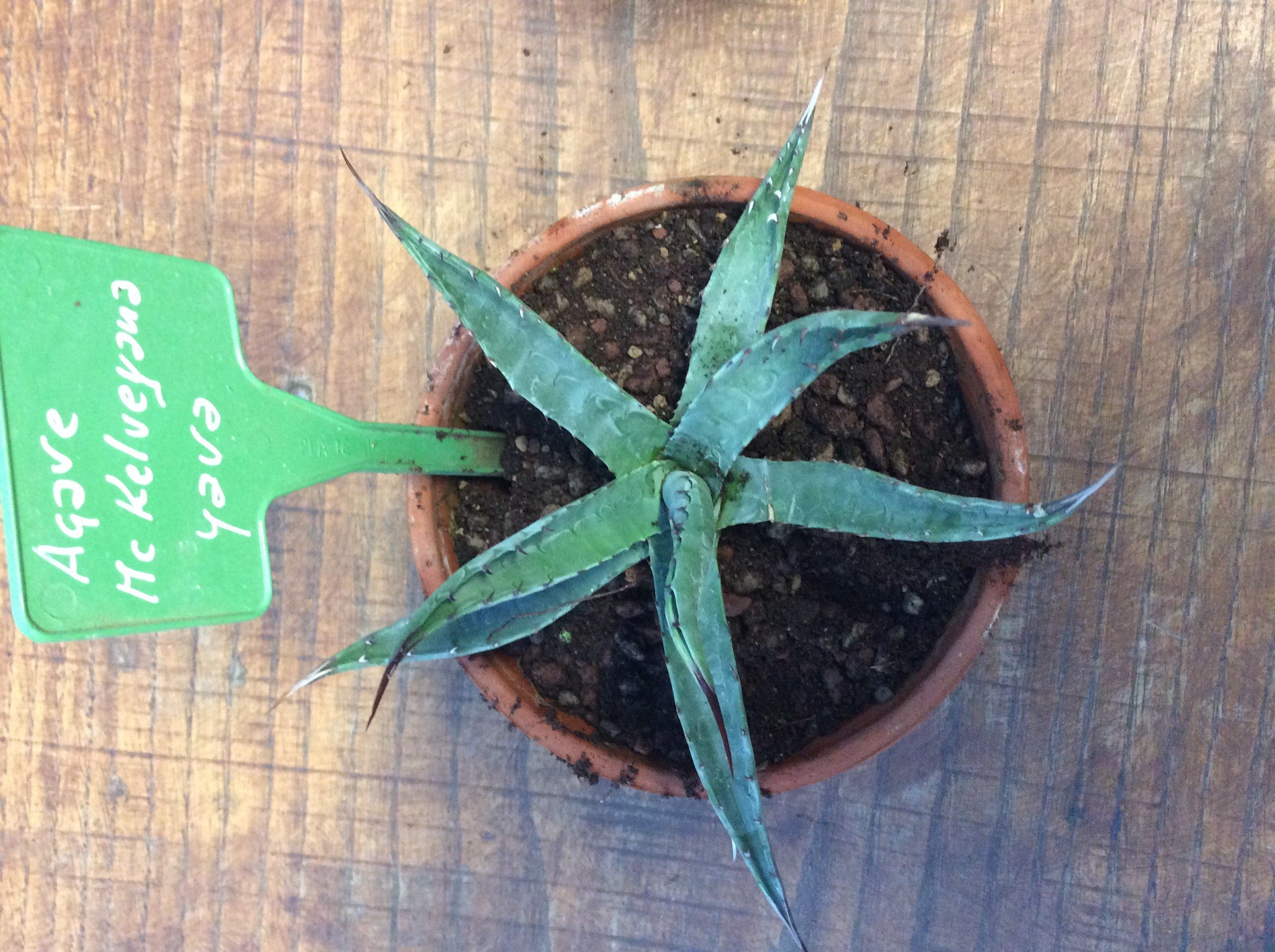 Agave Mc Kelveyana yava