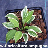 Hosta Cookie Crumbs