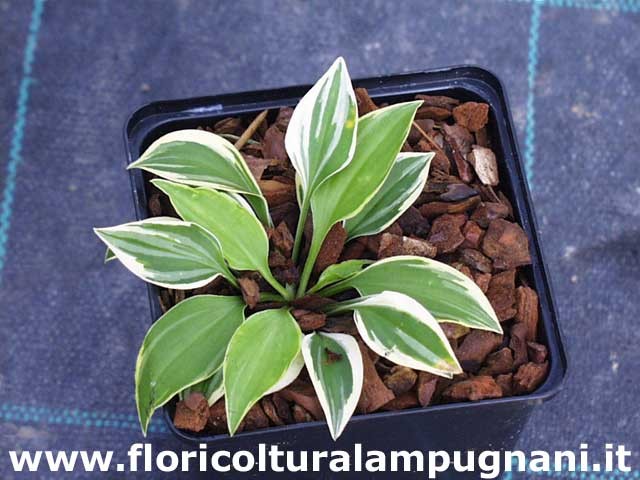 Hosta Cookie Crumbs
