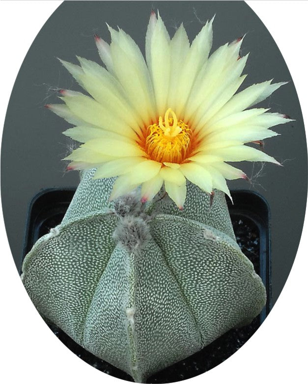 Astrophytum Coahuilense