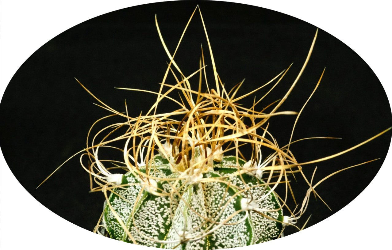 Astrophytum Crassispinum  