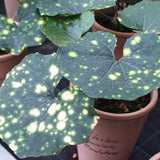 Farfugium Japonicum Aureomaculatum