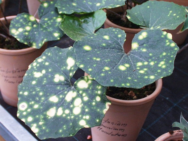 Farfugium Japonicum Aureomaculatum