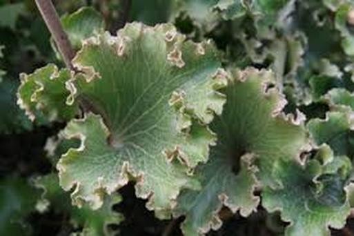 Farfugium Japonicum crispatum