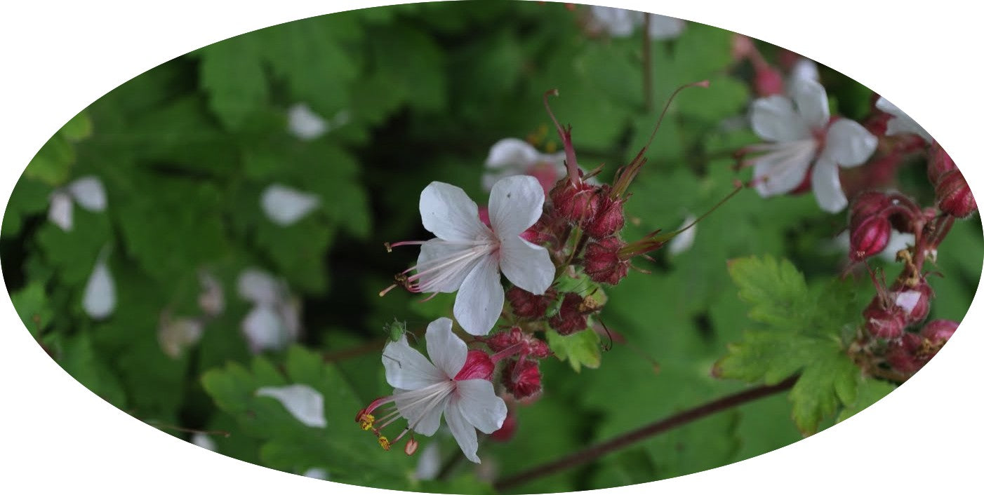 Geranium Macrorhizzum