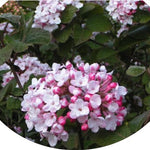 Viburnum Carlesii Diana