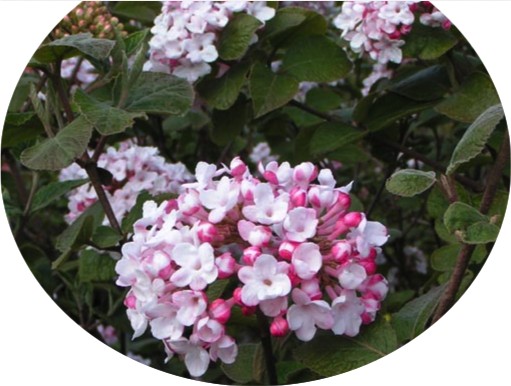 Viburnum Carlesii Diana