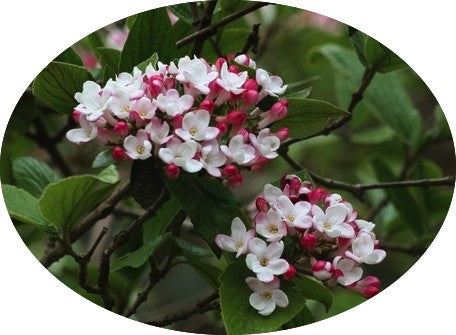 Viburnum Carlesii Diana