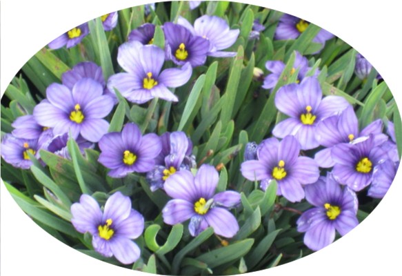 Sisyrinchium angustifolium