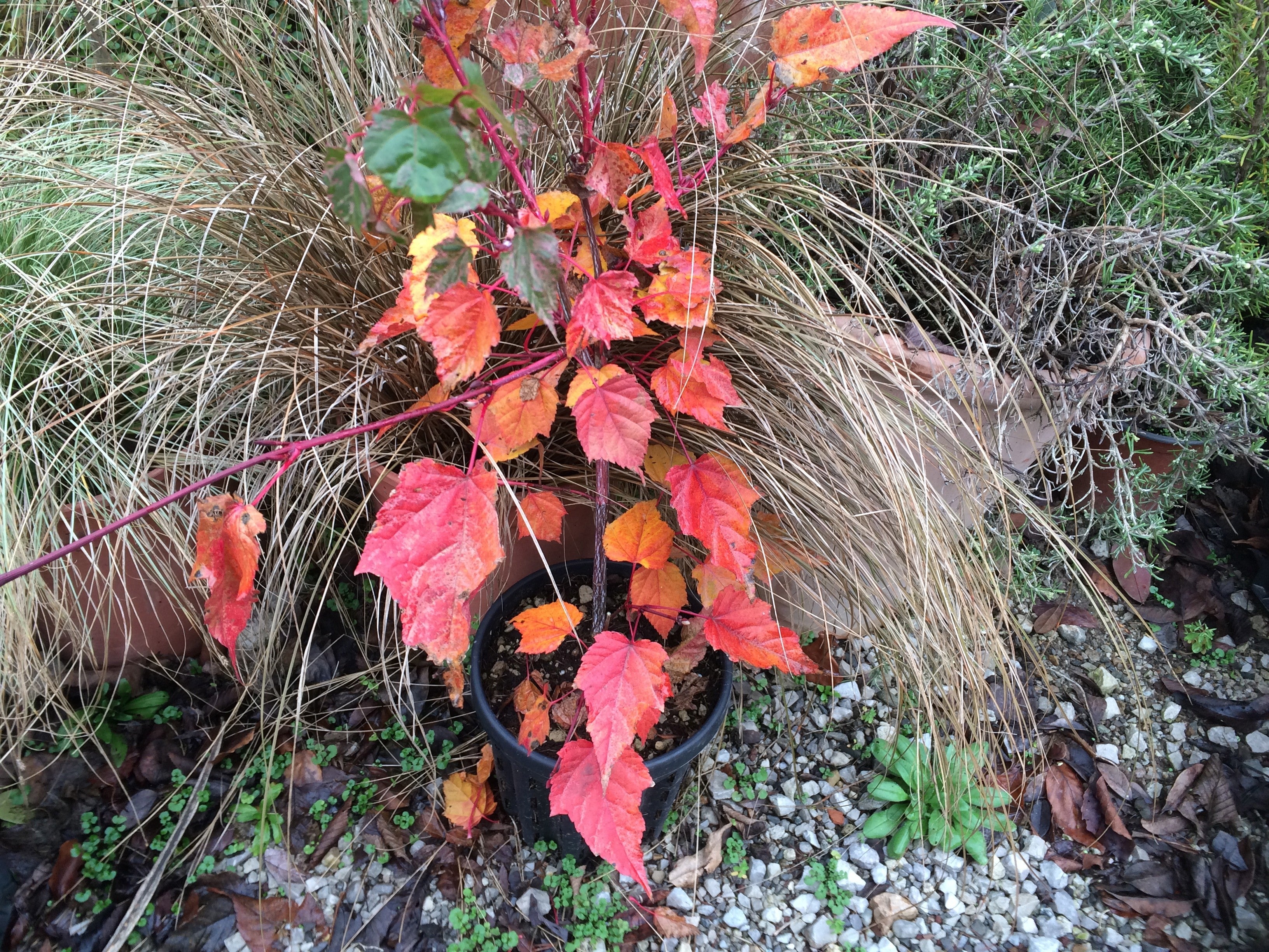 Acer Conspicuum Red Flamingo