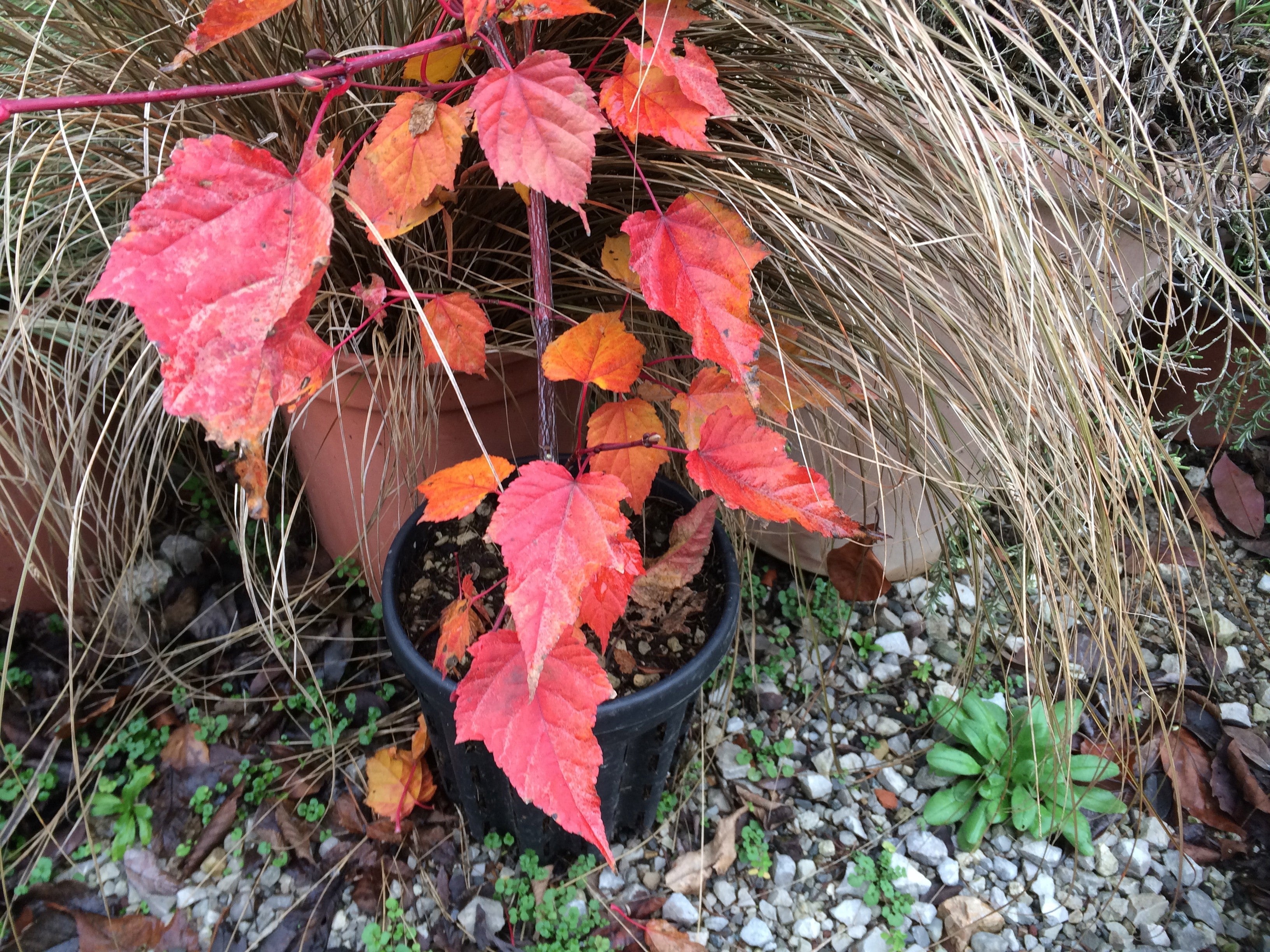 Acer Conspicuum Red Flamingo