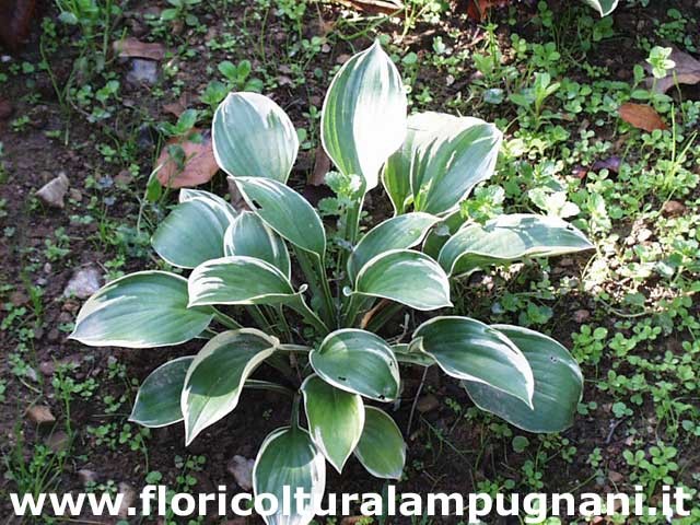 Hosta Crusader