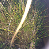 Carex Testacea Coca cola